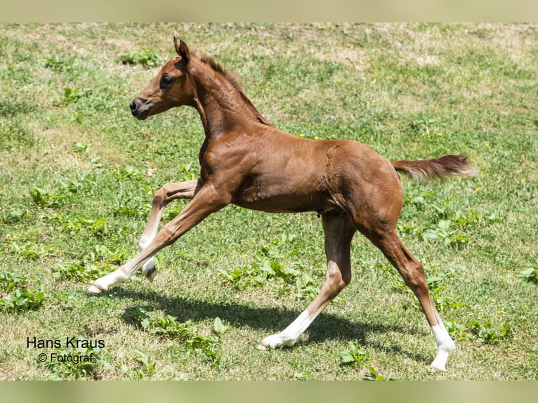 Austrian Warmblood Stallion 1 year Chestnut-Red in Westendorf