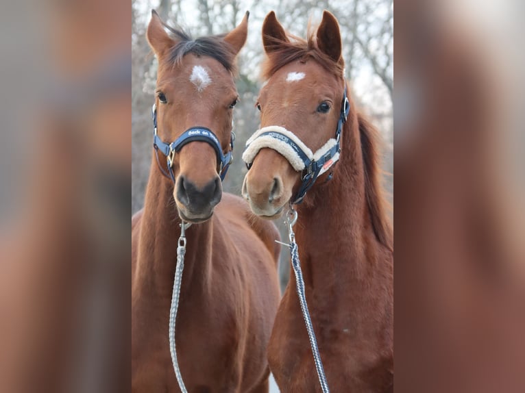 Austrian Warmblood Stallion 1 year Chestnut-Red in Götzendorf