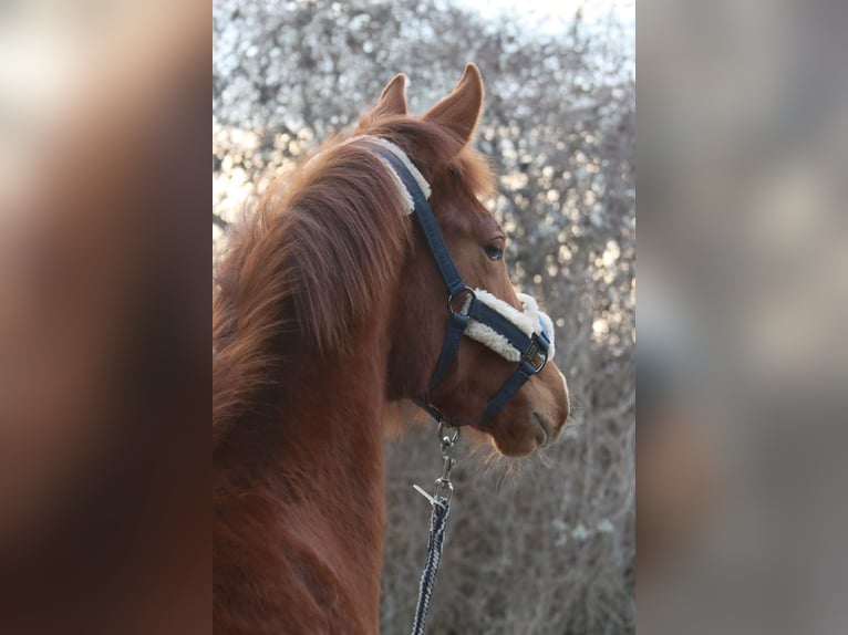 Austrian Warmblood Stallion 1 year Chestnut-Red in Götzendorf