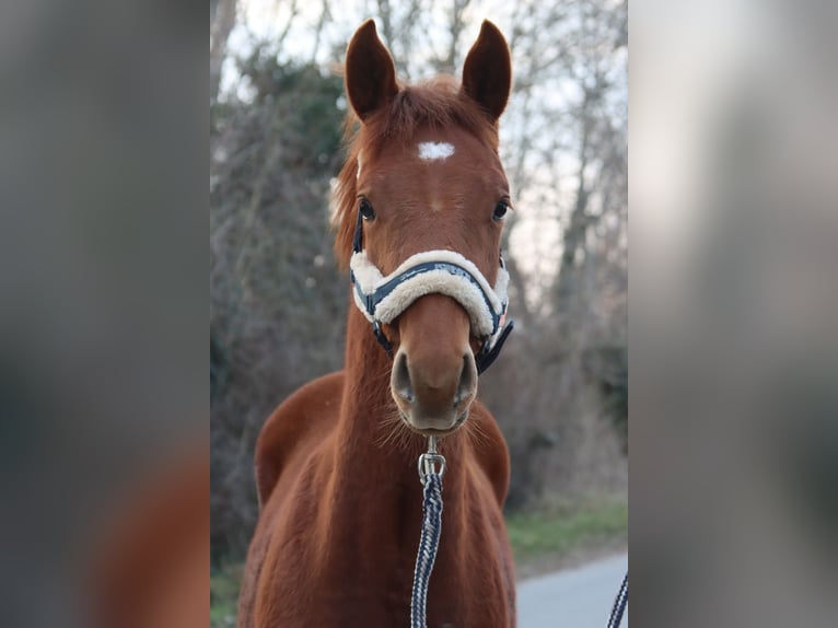 Austrian Warmblood Stallion 1 year Chestnut-Red in Götzendorf