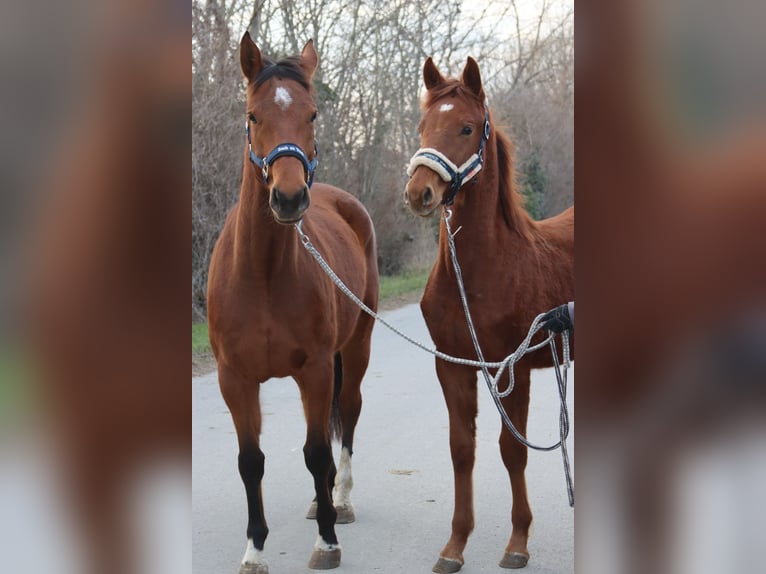 Austrian Warmblood Stallion 1 year Chestnut-Red in Götzendorf