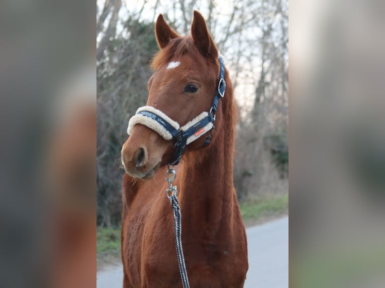 Austrian Warmblood Stallion 1 year Chestnut-Red in Götzendorf