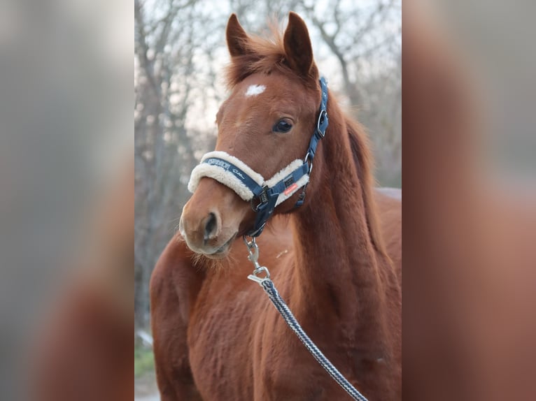 Austrian Warmblood Stallion 1 year Chestnut-Red in Götzendorf