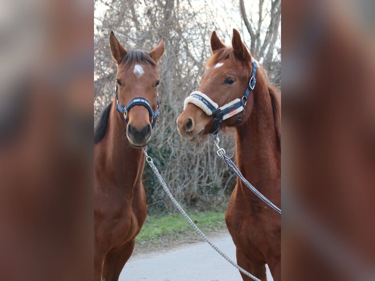 Austrian Warmblood Stallion 1 year Chestnut-Red in Götzendorf