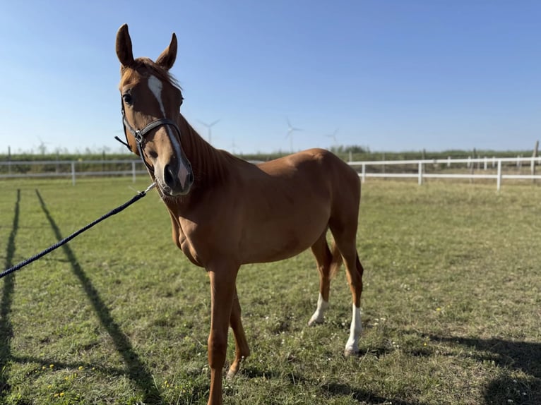 Austrian Warmblood Stallion 1 year Chestnut-Red in Deutsch Wagram