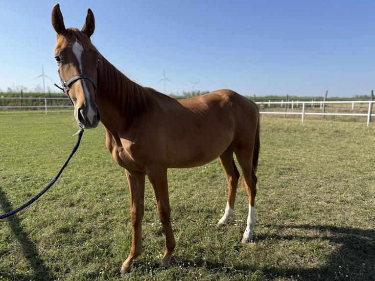 Austrian Warmblood Stallion 1 year Chestnut-Red in Deutsch Wagram