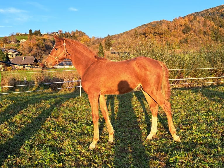 Austrian Warmblood Stallion 1 year Chestnut-Red in Öblarn