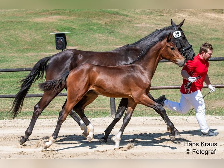 Austrian Warmblood Stallion 1 year in kollmitzdörfl