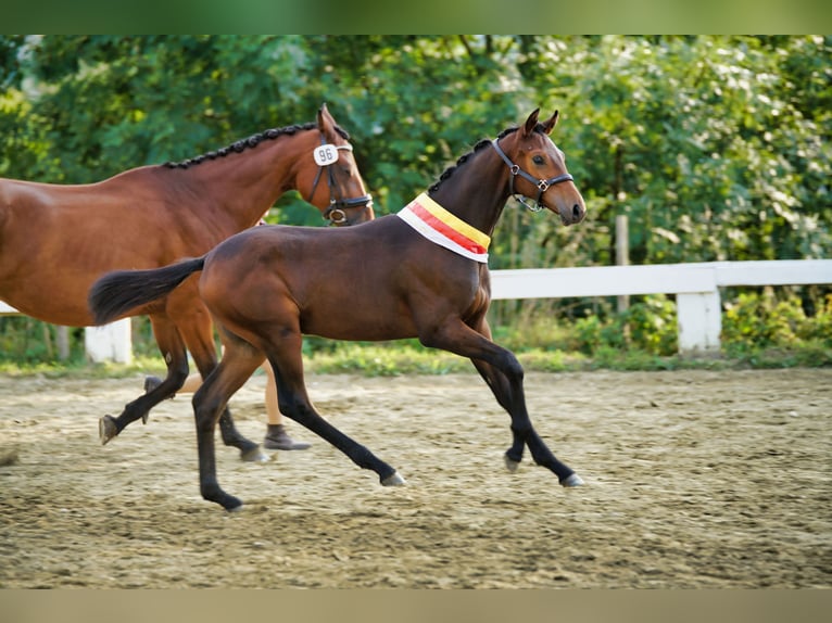 Austrian Warmblood Stallion 1 year in Gurk