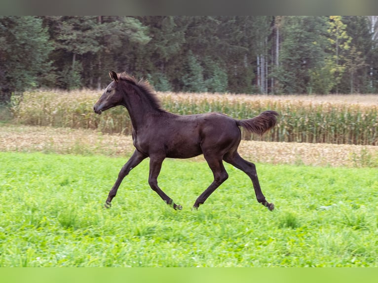 Austrian Warmblood Stallion 1 year in Schönherrn