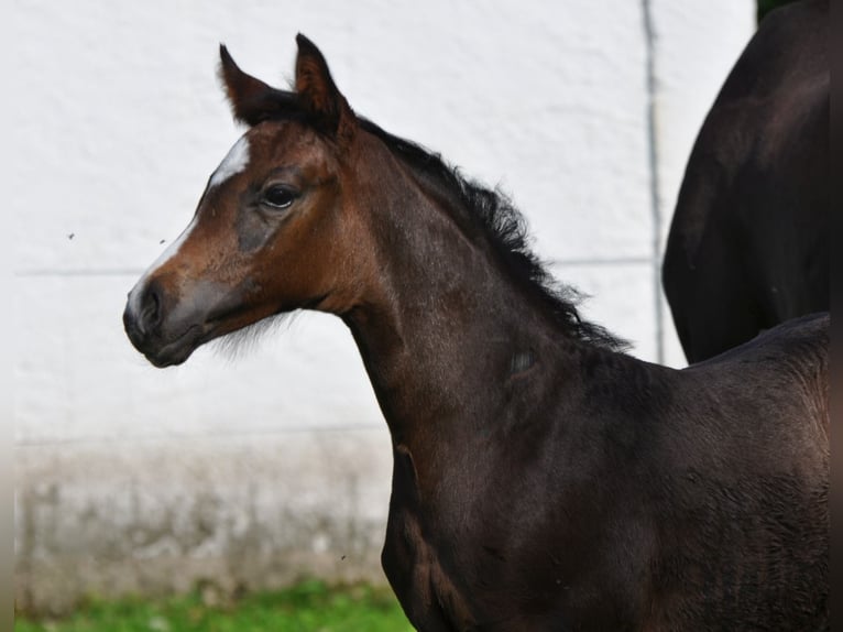 Austrian Warmblood Stallion 1 year Smoky-Black in Golling
