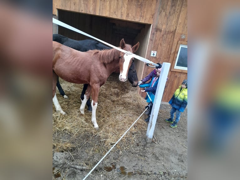 Austrian Warmblood Stallion 2 years 13,2 hh in Mauerbach