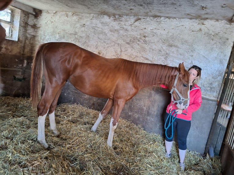 Austrian Warmblood Stallion 2 years 13,2 hh in Mauerbach