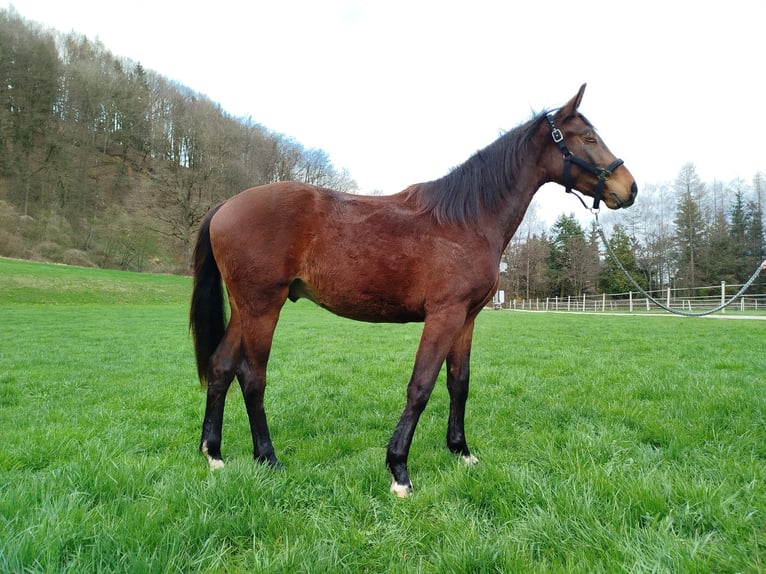 Austrian Warmblood Stallion 2 years 15,2 hh Brown in Attnang Puchheim
