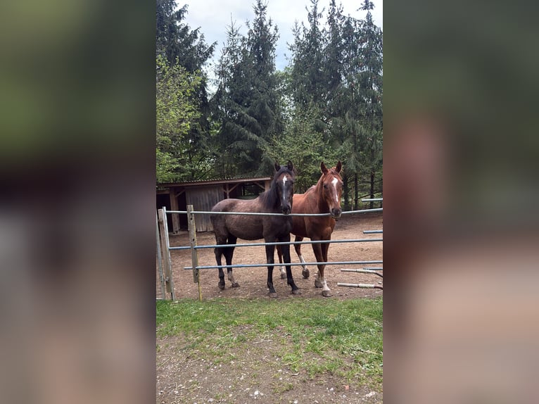 Austrian Warmblood Stallion 2 years 15,2 hh Can be white in Konstanz