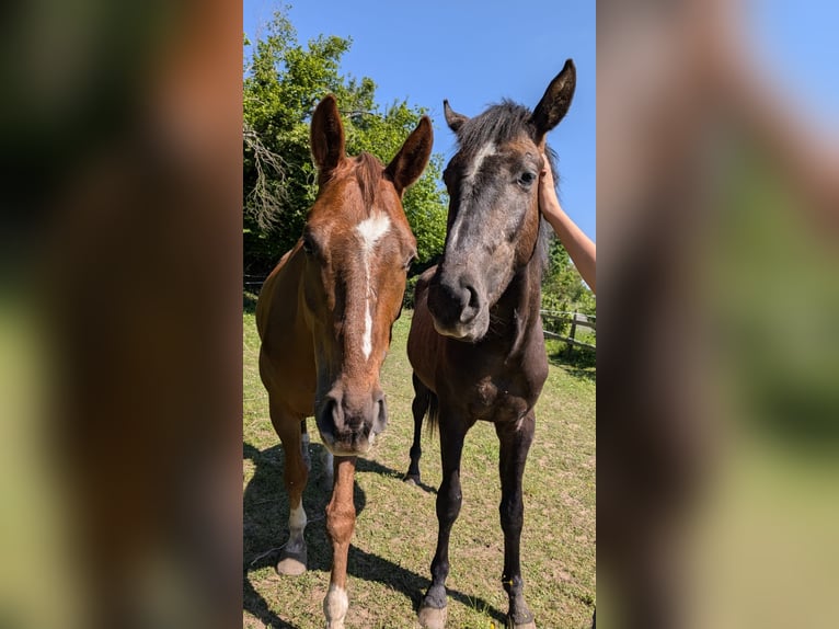 Austrian Warmblood Stallion 2 years 15,2 hh Can be white in Konstanz