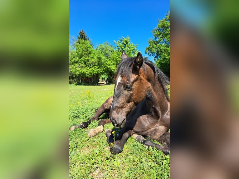 Austrian Warmblood Stallion 2 years 15,2 hh Can be white in Konstanz