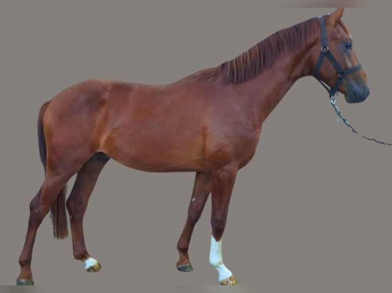Austrian Warmblood Stallion 2 years 15,2 hh Chestnut-Red in Leopersdorf