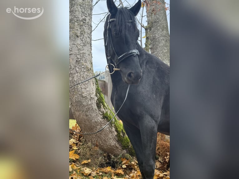 Austrian Warmblood Stallion 2 years 16.1 hh Black in Bad Kleinkirchheim
