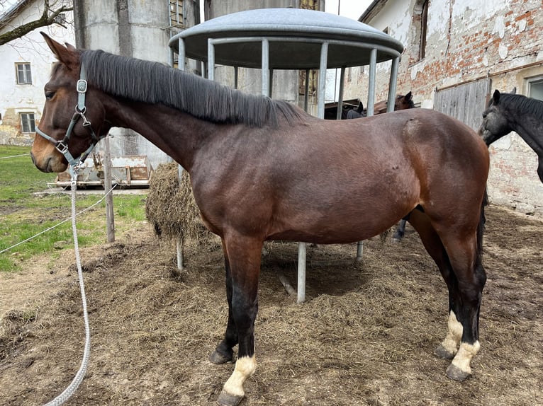 Austrian Warmblood Stallion 2 years 16,2 hh Brown in Aurolzmünster