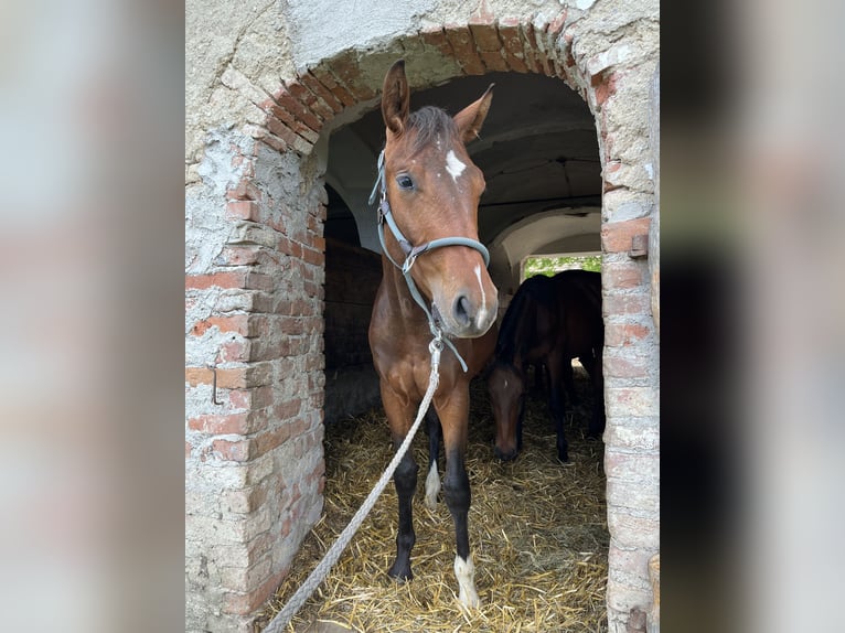 Austrian Warmblood Stallion 2 years 16,2 hh Brown in Aurolzmünster