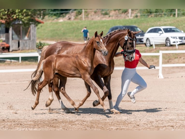 Austrian Warmblood Stallion 2 years 16.3 hh Chestnut in Bad Blumau