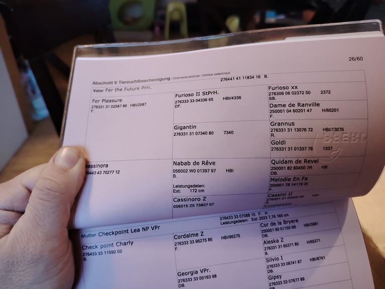 Austrian Warmblood Stallion 2 years 16.3 hh Chestnut in Bad Blumau