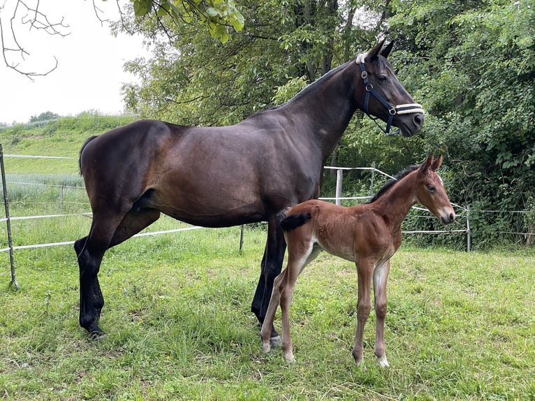 Austrian Warmblood Stallion 2 years 16 hh Brown in St. Margarethen An Der Raab