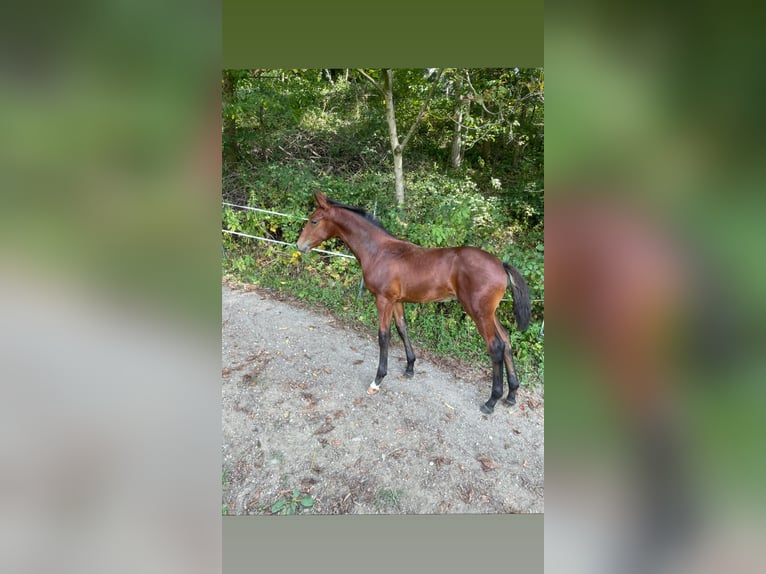 Austrian Warmblood Stallion 2 years 16 hh Brown in St. Margarethen An Der Raab