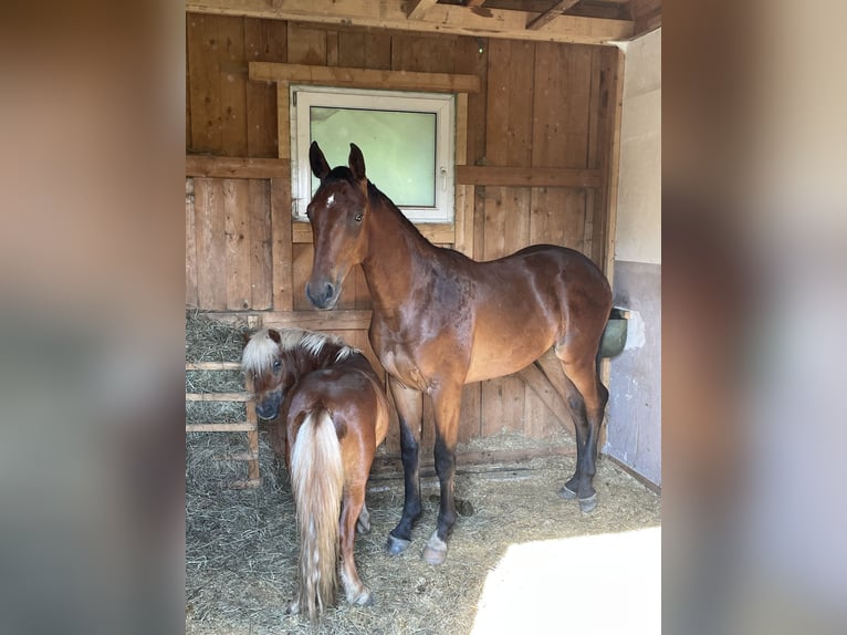 Austrian Warmblood Stallion 2 years 16 hh Brown in St. Margarethen An Der Raab