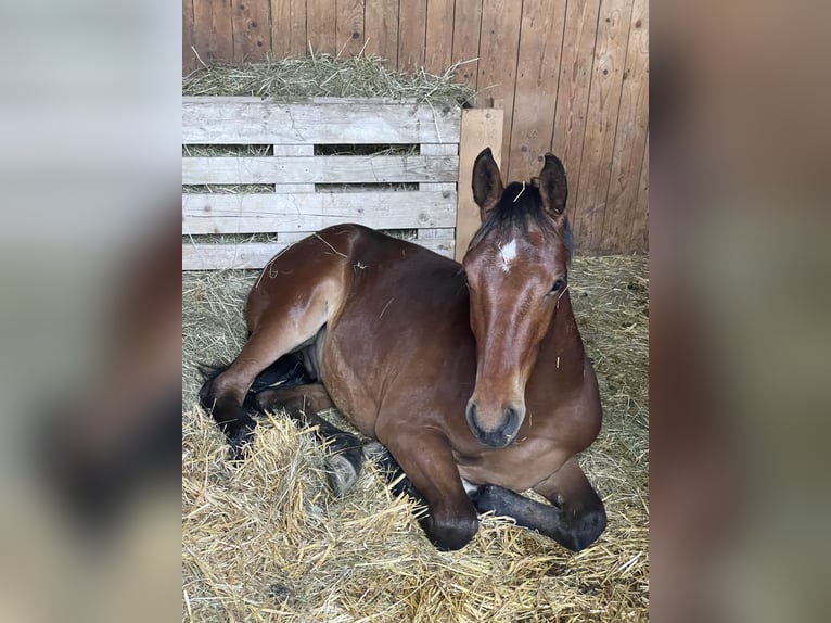 Austrian Warmblood Stallion 2 years 16 hh Brown in St. Margarethen An Der Raab