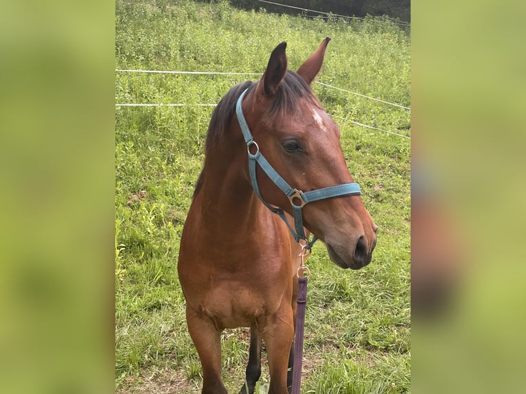 Austrian Warmblood Stallion 2 years 16 hh Brown in St. Margarethen An Der Raab
