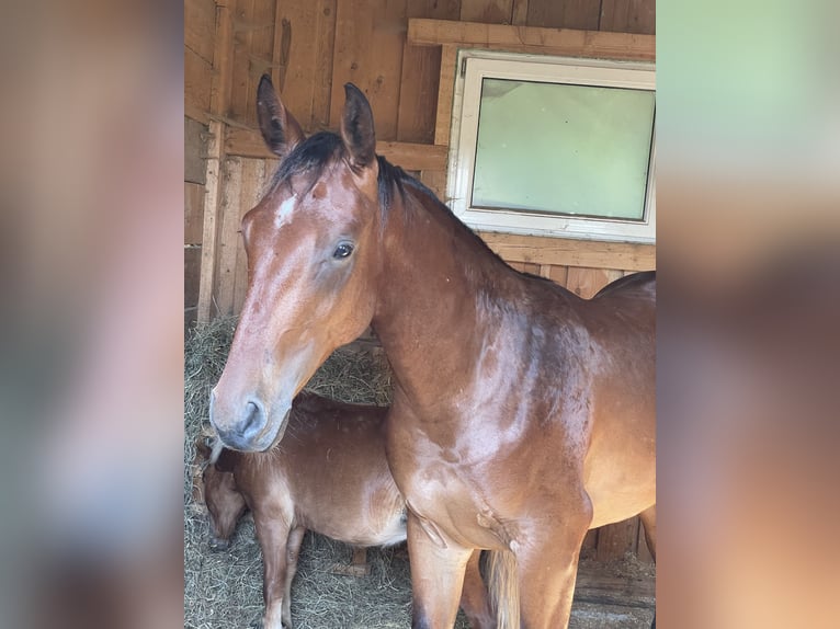 Austrian Warmblood Stallion 2 years 16 hh Brown in St. Margarethen An Der Raab