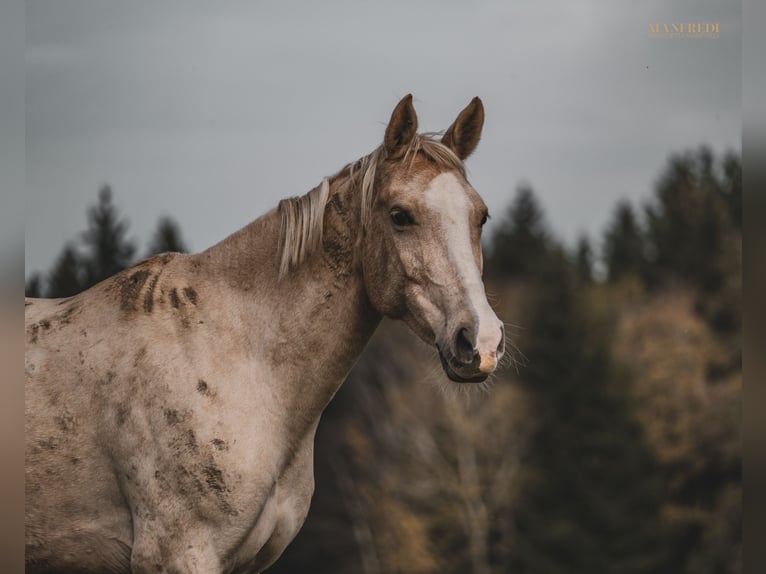 Austrian Warmblood Stallion 2 years 16 hh Palomino in Seeham