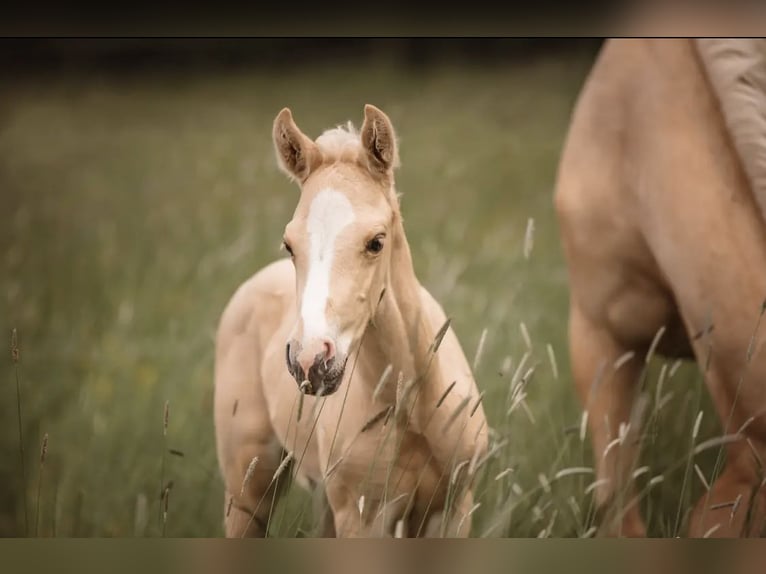 Austrian Warmblood Stallion 2 years 16 hh Palomino in Seeham