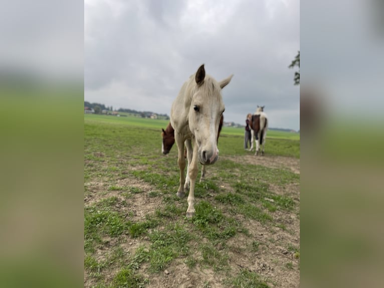 Austrian Warmblood Stallion 2 years 16 hh Palomino in Seeham