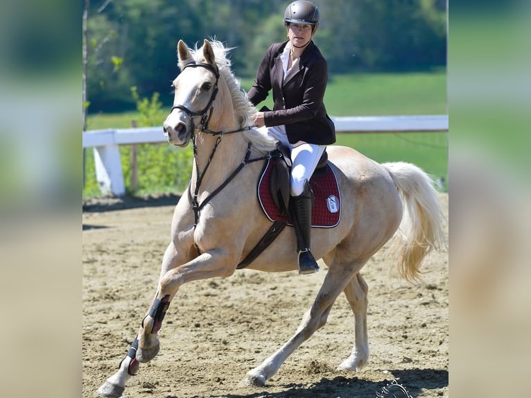 Austrian Warmblood Stallion 2 years 16 hh Palomino in Seeham