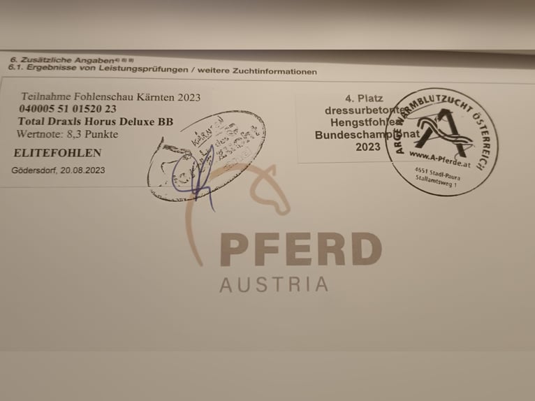 Austrian Warmblood Stallion 2 years 16,1 hh Chestnut-Red in St. Andr&#xE4;