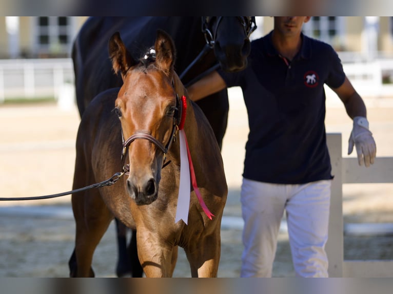 Austrian Warmblood Stallion 2 years 16,2 hh Brown in Kirchschlag