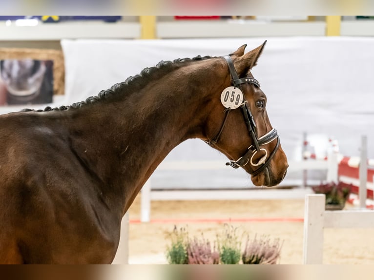 Austrian Warmblood Stallion 2 years 17 hh Brown in Stadl-Paura