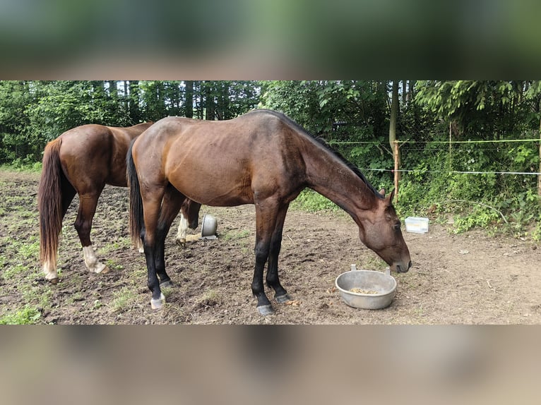 Austrian Warmblood Stallion 2 years 17 hh Brown in Stadl-Ufer