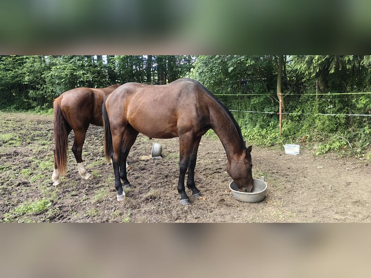 Austrian Warmblood Stallion 2 years 17 hh Brown in Stadl-Ufer