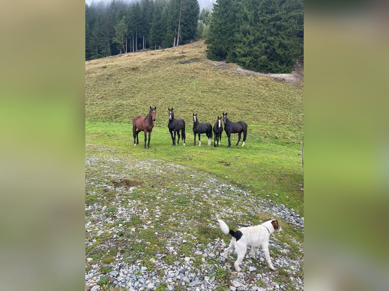 Austrian Warmblood Stallion 2 years Bay-Dark in Schöngumprechting