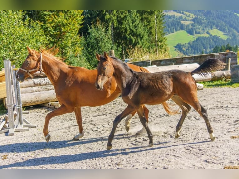 Austrian Warmblood Stallion 2 years Brown in Hopfgarten