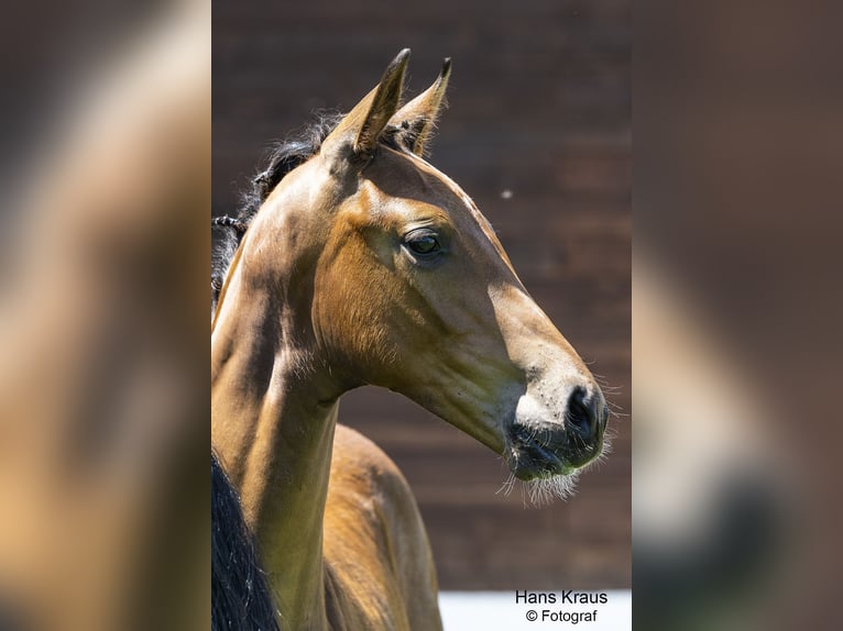 Austrian Warmblood Stallion 2 years Brown in Seekirchen