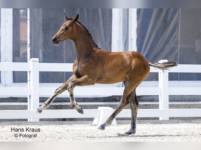 Austrian Warmblood Stallion 2 years Brown in Seekirchen