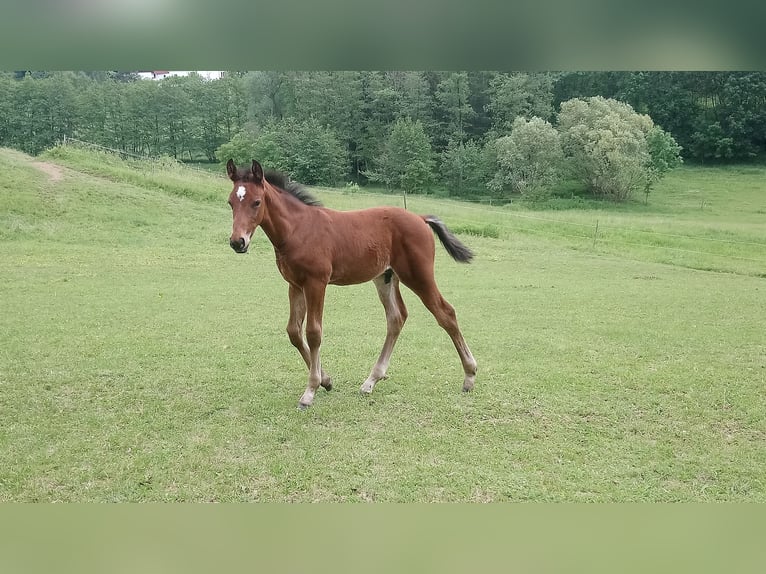 Austrian Warmblood Stallion 2 years Brown in Mauerbach