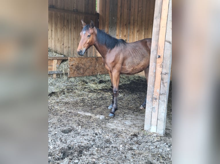 Austrian Warmblood Stallion 2 years Brown in Mauerbach