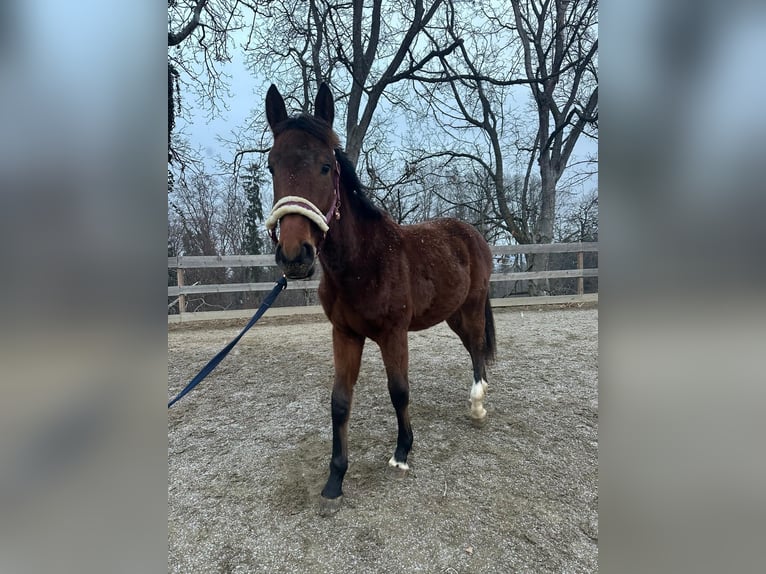 Austrian Warmblood Stallion 2 years Brown in Ilz