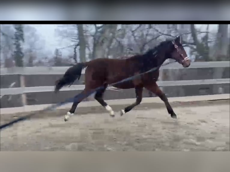 Austrian Warmblood Stallion 2 years Brown in Ilz